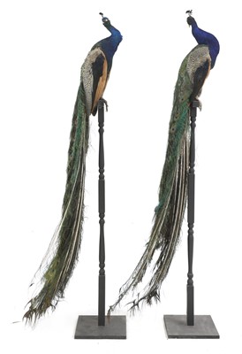 Lot 113 - An opposing pair of taxidermy peacocks
