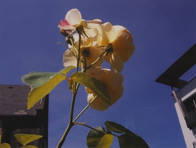 Lot 53 - Mary McCartney (b.1969)