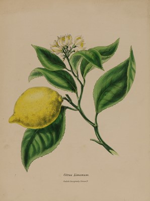 Lot 184 - BURNETT, Gilbert Thomas