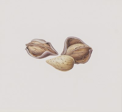 Lot 185 - Susannah Blaxill (Australian, b.1954)