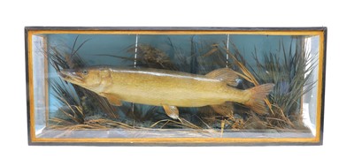 Lot 159 - A large stuffed and mounted pike