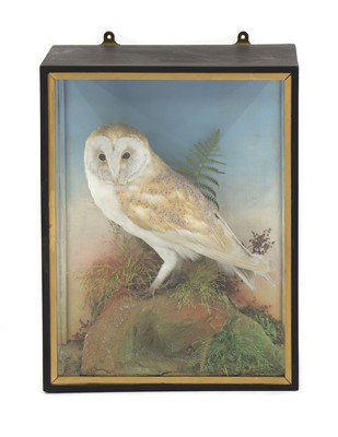 Lot 167 - A stuffed and mounted barn owl