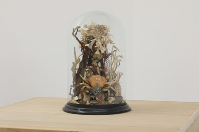 Lot 256 - A marine Wunderkammer display