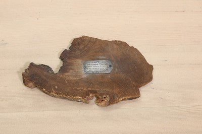 Lot 499 - A mango tree slice section