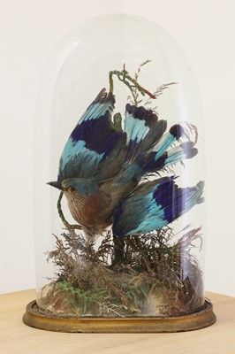 Lot 54 - Two ornithological taxidermy dioramas