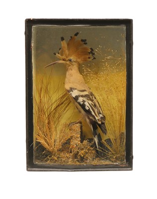 Lot 159 - A taxidermy hoopoe (Upupa epops)