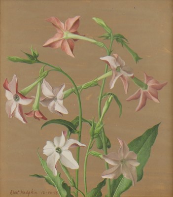 Lot 183 - Eliot Hodgkin (1905-1987)