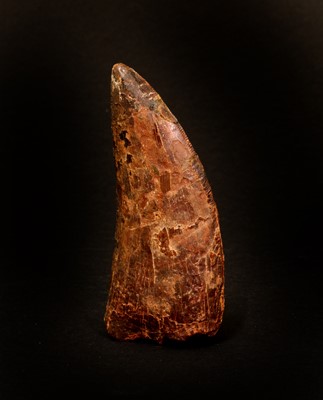 Lot 382 - DINOSAUR TOOTH