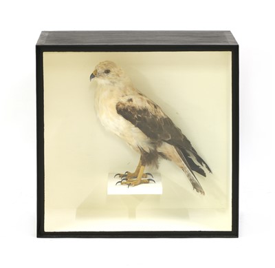 Lot 540 - WHITE-PLUMED BUZZARD