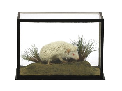 Lot 38 - ALBINO HEDGEHOG