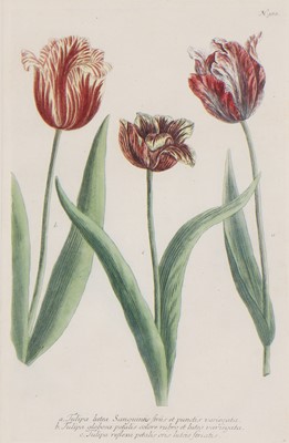 Lot 497 - Johann Wilhelm Weinmann (German, 1683-1741)