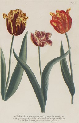 Lot 497 - Johann Wilhelm Weinmann (German, 1683-1741)