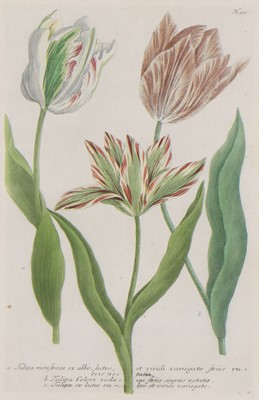 Lot 497 - Johann Wilhelm Weinmann (German, 1683-1741)