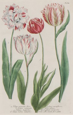 Lot 497 - Johann Wilhelm Weinmann (German, 1683-1741)
