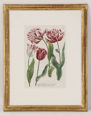 Lot 497 - Johann Wilhelm Weinmann (German, 1683-1741)