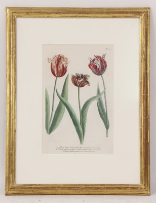 Lot 497 - Johann Wilhelm Weinmann (German, 1683-1741)