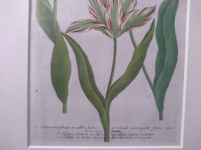 Lot 497 - Johann Wilhelm Weinmann (German, 1683-1741)