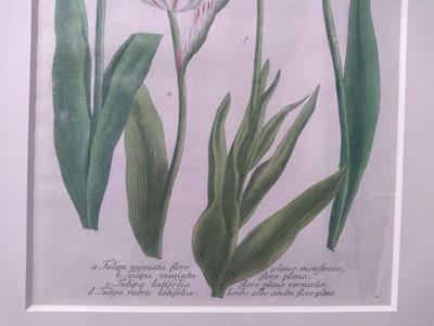 Lot 497 - Johann Wilhelm Weinmann (German, 1683-1741)