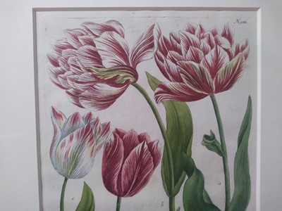Lot 497 - Johann Wilhelm Weinmann (German, 1683-1741)