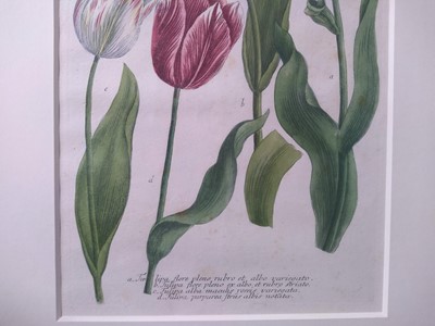 Lot 497 - Johann Wilhelm Weinmann (German, 1683-1741)