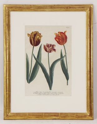 Lot 497 - Johann Wilhelm Weinmann (German, 1683-1741)