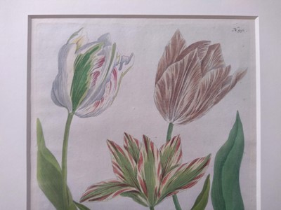 Lot 497 - Johann Wilhelm Weinmann (German, 1683-1741)