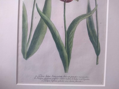 Lot 497 - Johann Wilhelm Weinmann (German, 1683-1741)