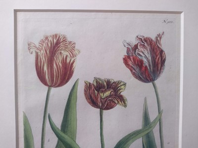 Lot 497 - Johann Wilhelm Weinmann (German, 1683-1741)