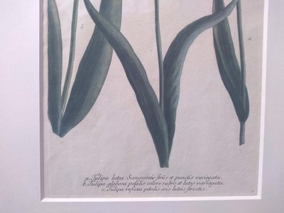 Lot 497 - Johann Wilhelm Weinmann (German, 1683-1741)