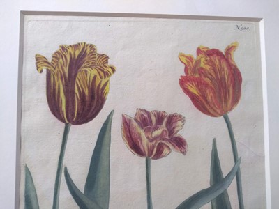 Lot 497 - Johann Wilhelm Weinmann (German, 1683-1741)