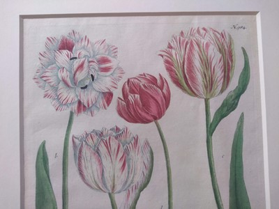 Lot 497 - Johann Wilhelm Weinmann (German, 1683-1741)