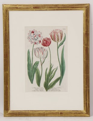 Lot 497 - Johann Wilhelm Weinmann (German, 1683-1741)