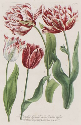 Lot 497 - Johann Wilhelm Weinmann (German, 1683-1741)