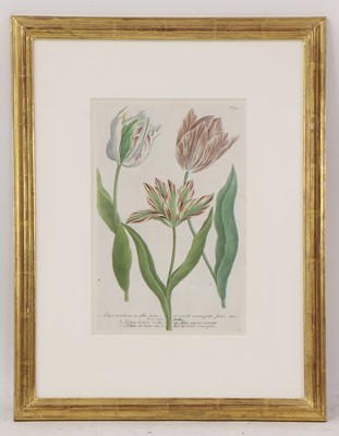 Lot 497 - Johann Wilhelm Weinmann (German, 1683-1741)