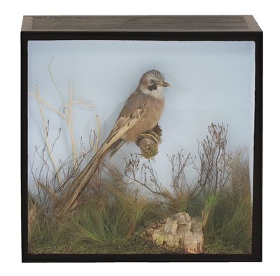 Lot 69 - TAXIDERMY HOAX