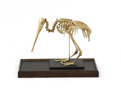 Lot 363 - KIWI SKELETON