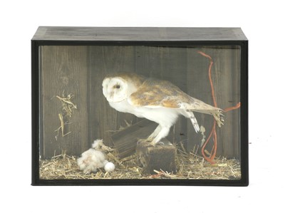 Lot 539 - BARN OWL