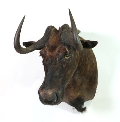 Lot 307 - Taxidermy: Black wildebeest