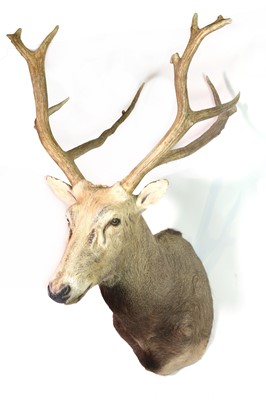 Lot 274 - Taxidermy: Pere David