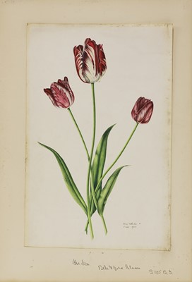 Lot 175 - Rory McEwen (1932-1982)