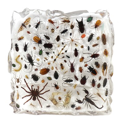 Lot 561 - INSECTS