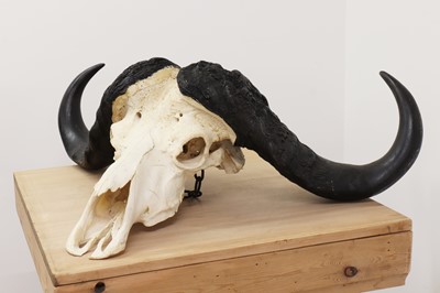 Lot 369 - CAPE BUFFALO