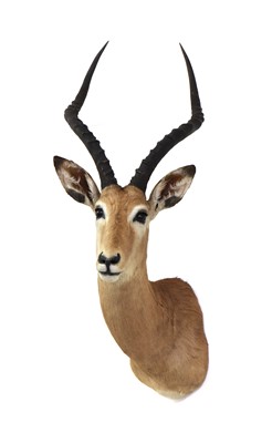 Lot 525 - IMPALA