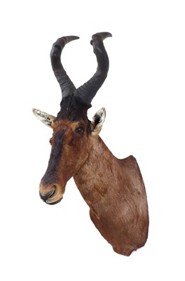 Lot 222 - A taxidermy hartebeest head mount