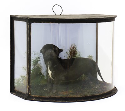 Lot 554 - PUPPY