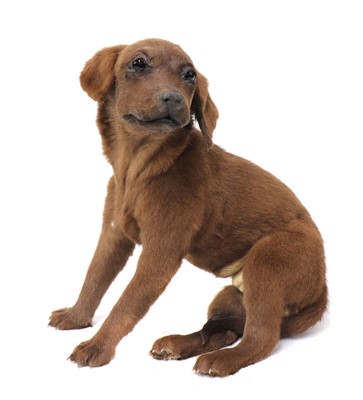 Lot 552 - LABRADOR PUPPY