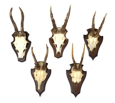 Lot 529 - ROE DEER