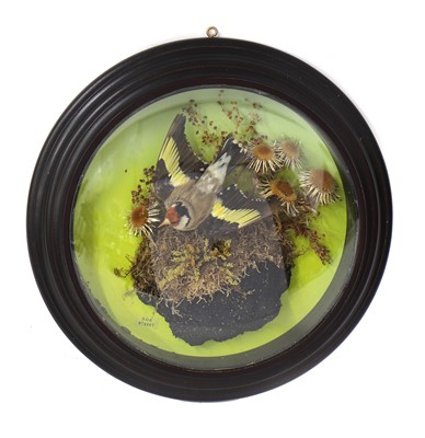 Lot 541 - GOLDFINCH