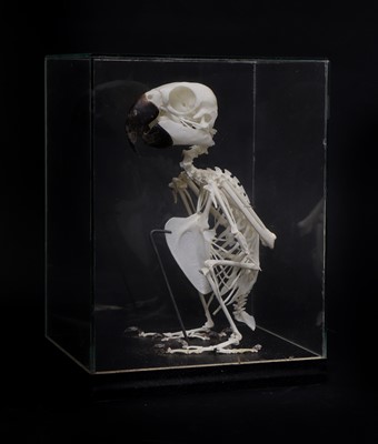 Lot 360 - GREY PARROT SKELETON