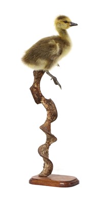 Lot 75 - GOSLING